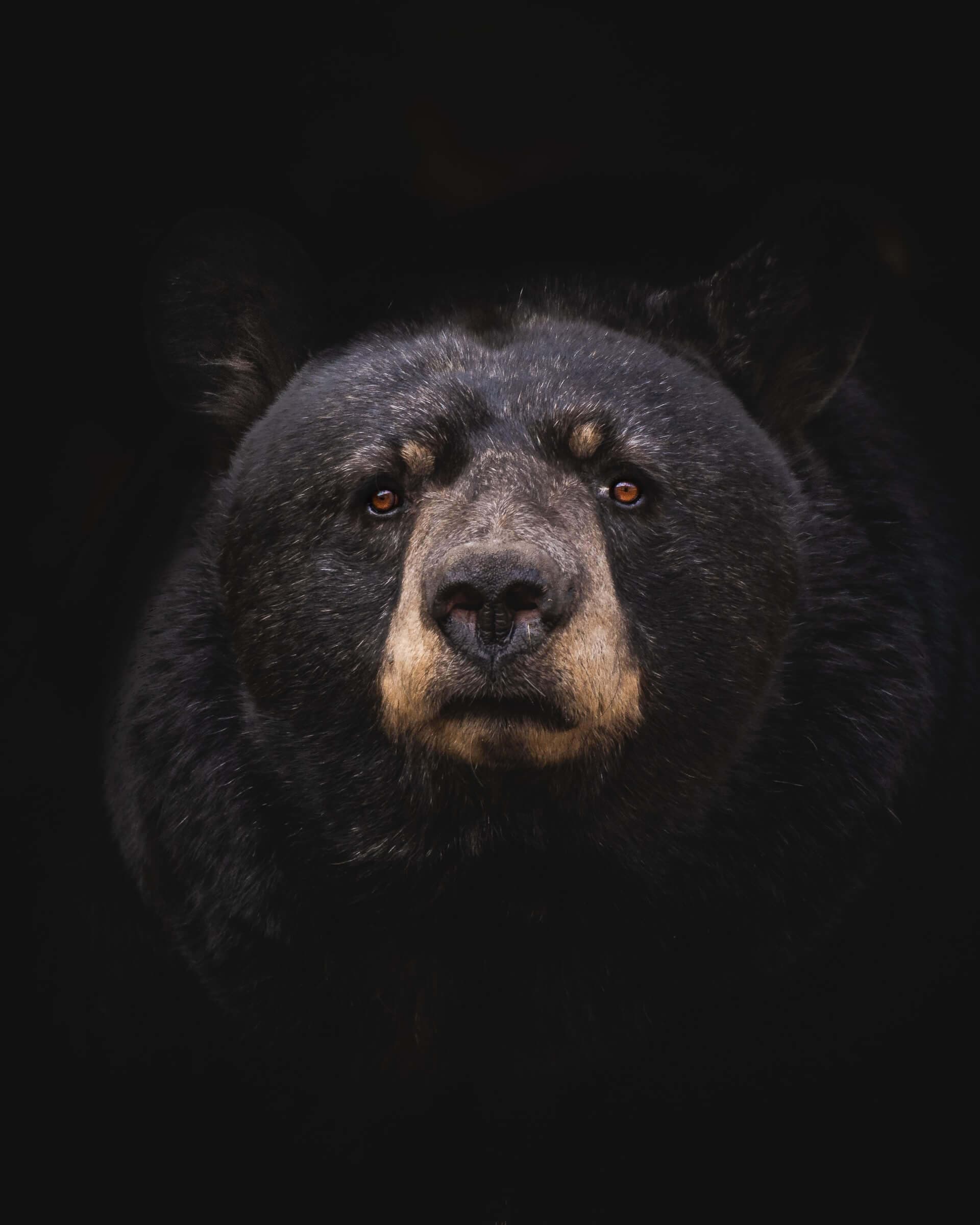 Cover Image for Bear Market